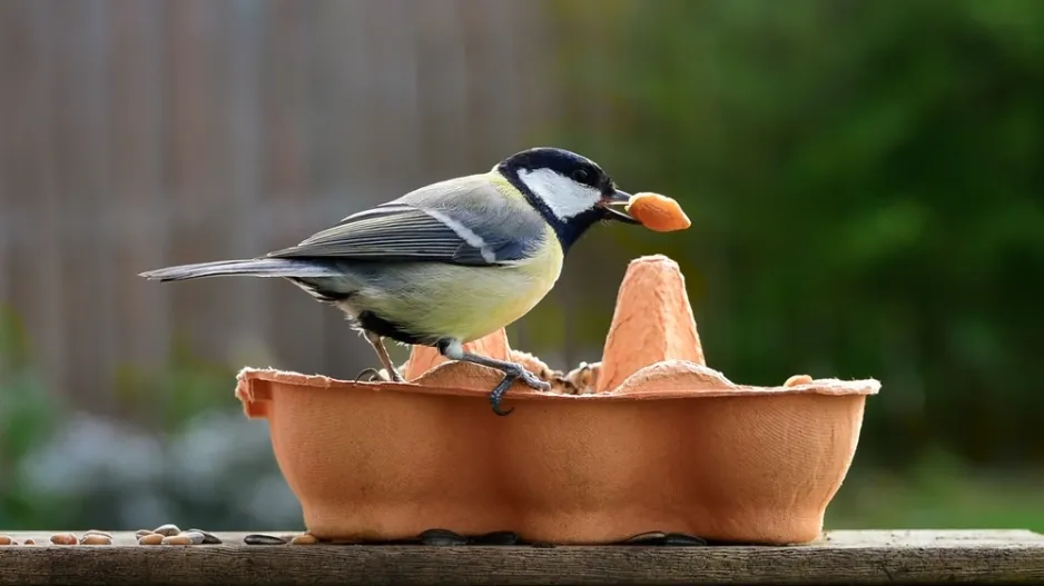 Je čas připravit ptačí krmítko Je čas připravit ptačí krmítko