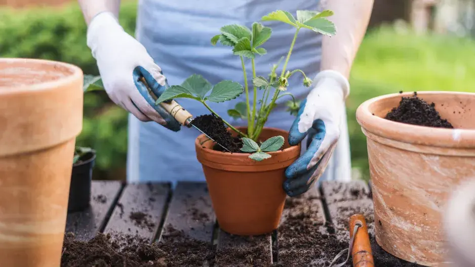 Zalévání pokojovek Zalévání pokojovek