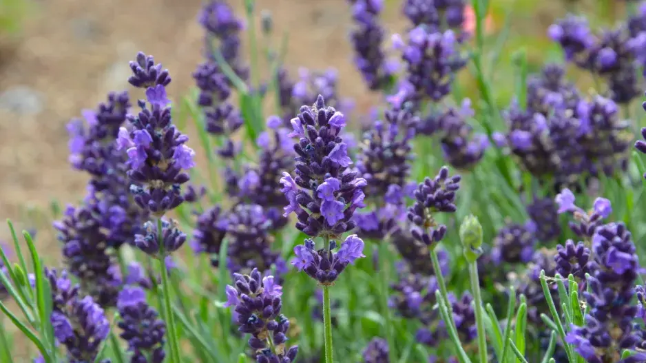 Přelití levandule Přelití levandule