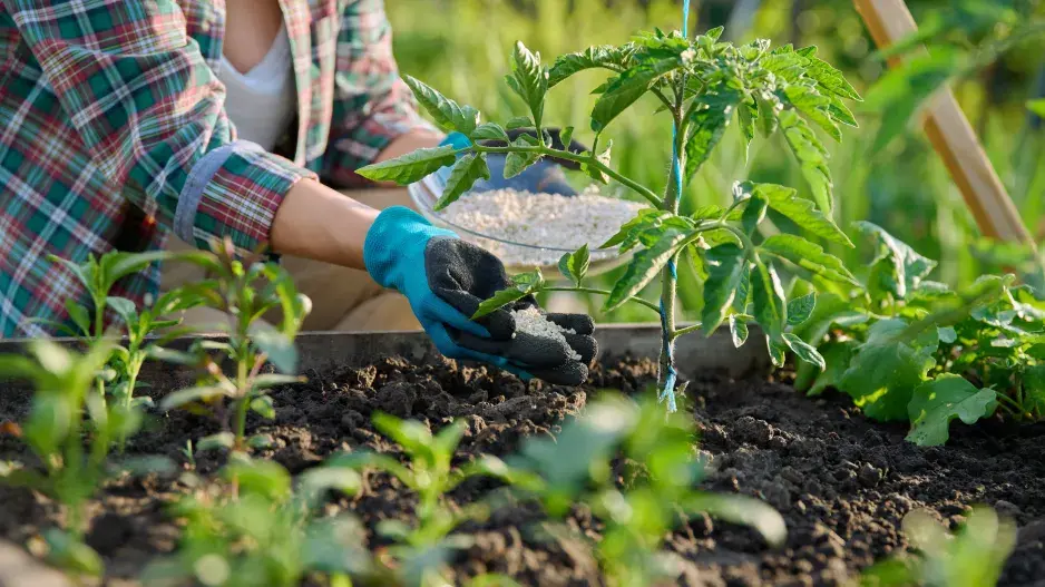 Hnojení rajčat