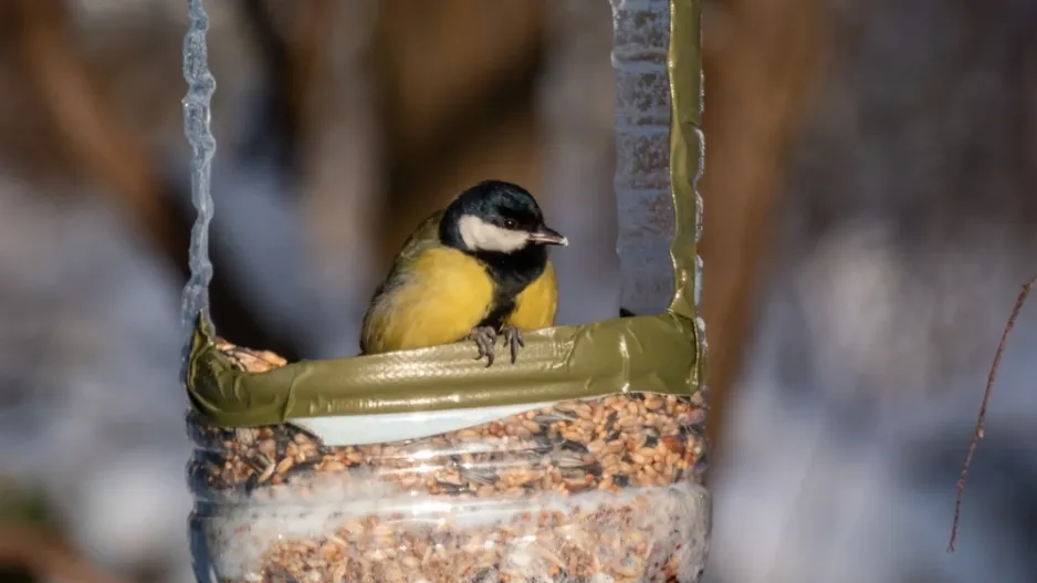 Je čas připravit ptačí krmítko Je čas připravit ptačí krmítko