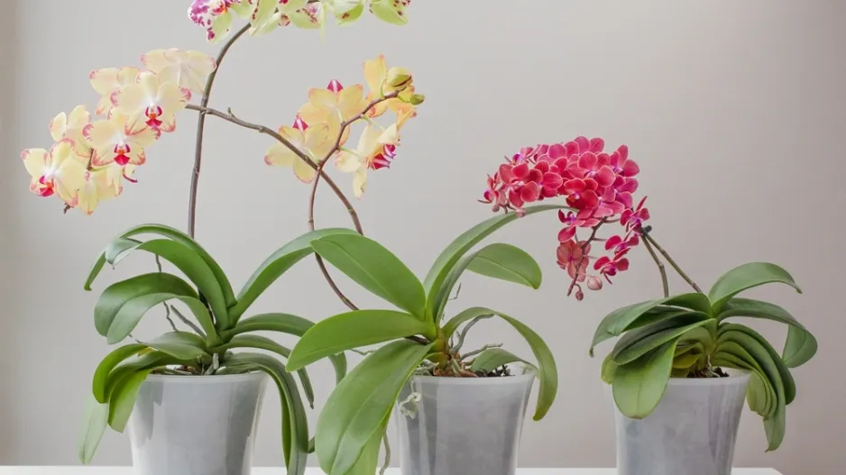 orchidej orchidej