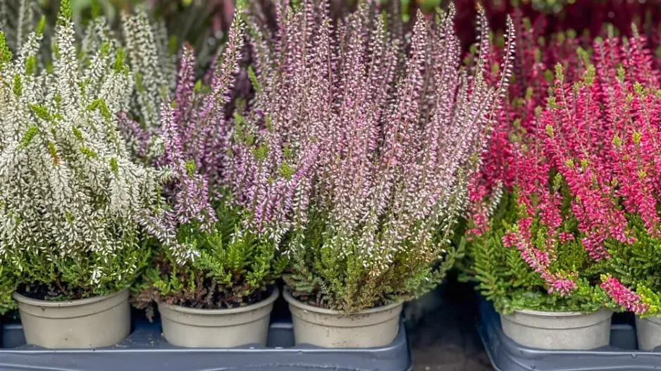 Vřes obecný (Calluna vulgaris) 