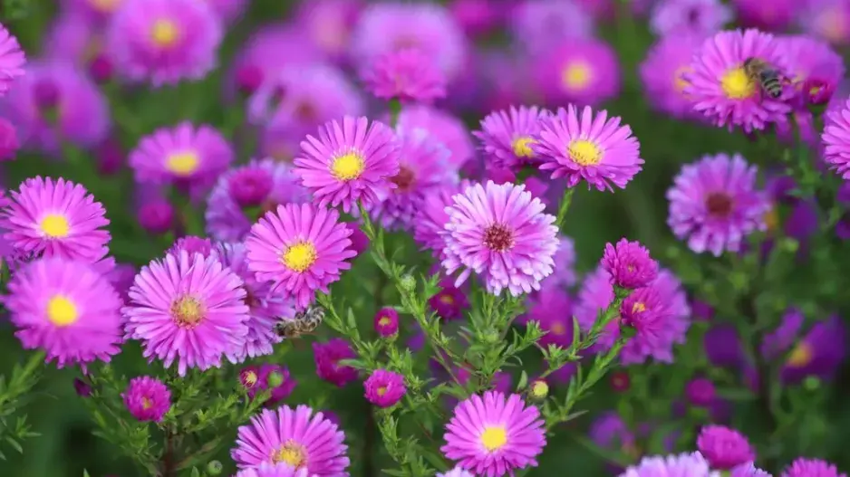 hvězdnice keříčkovitá (Aster dumosus)