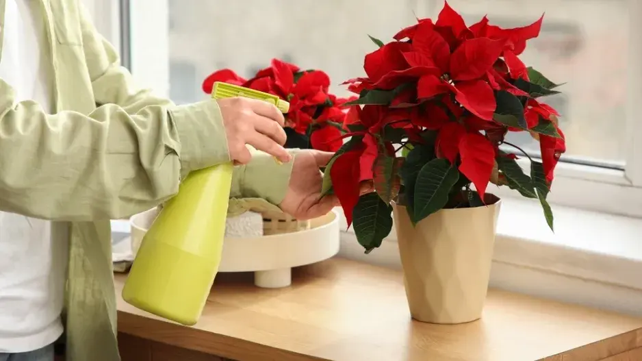 Kouzlo červených listů vánoční hvězdy