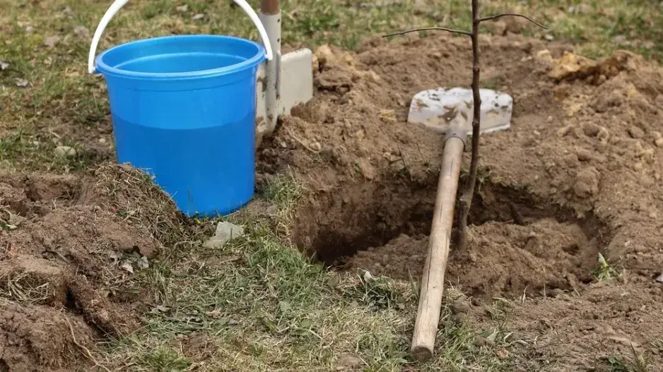 Podzimní výsadba stromů