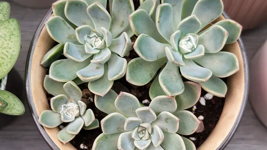 Echeveria