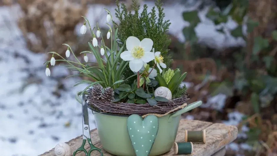 Sněženky (Galanthus) 