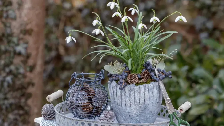 Sněženky (Galanthus) 