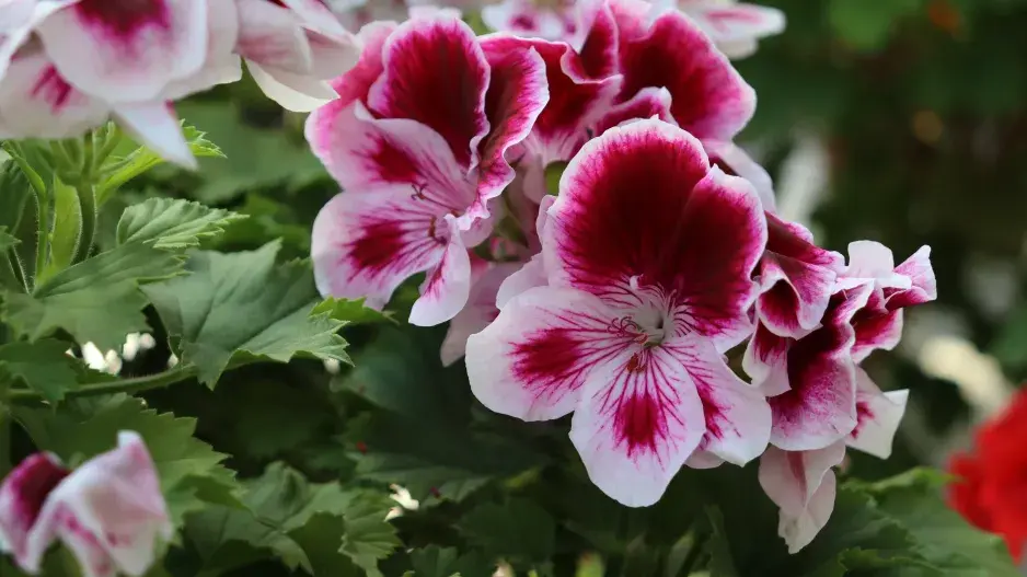 Nejčastější omyly při zazimování muškátů 