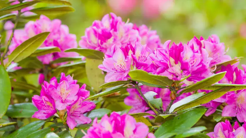 Zazimování rododendronů