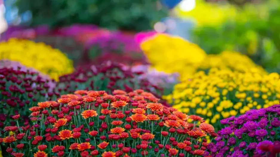 Chryzantémy - tradiční dušičková rostlina Chryzantémy - tradiční dušičková rostlina