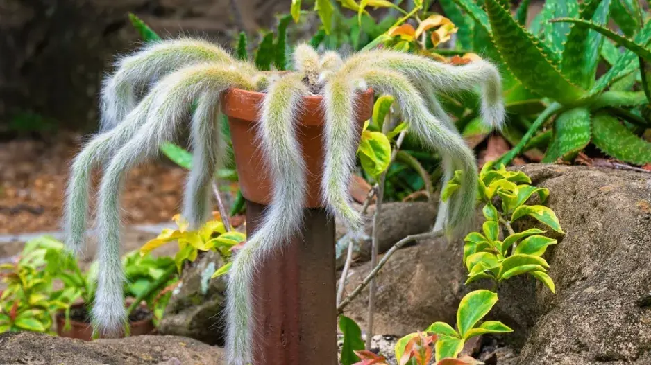 Opičí ocásek (Hildewinteria colademononis)