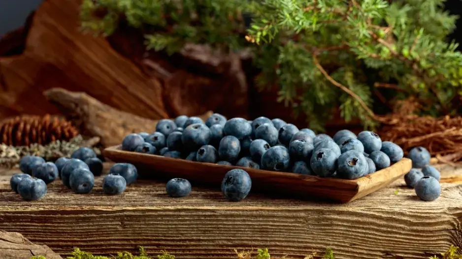 Péče o borůvky na podzim