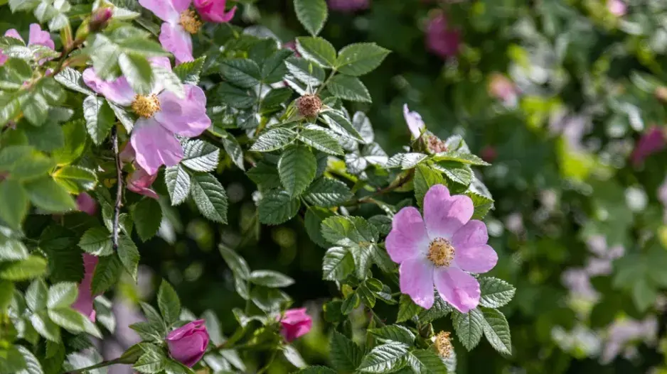 Růže dužnoplodá (Rosa villosa)