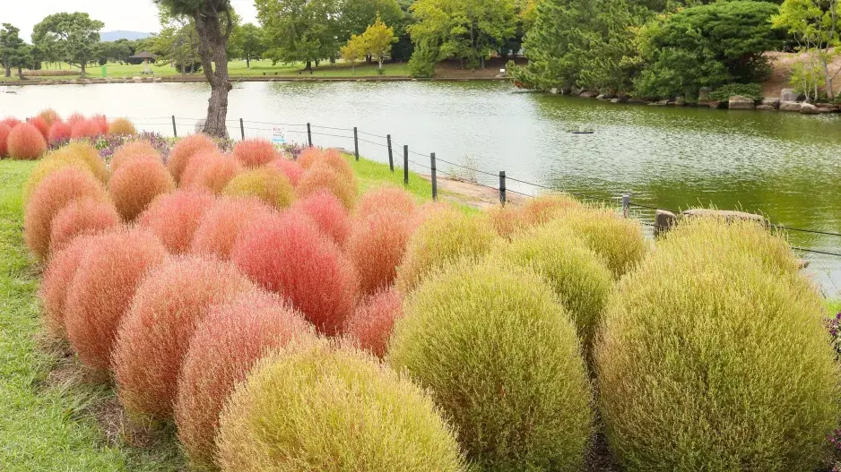 Kochia