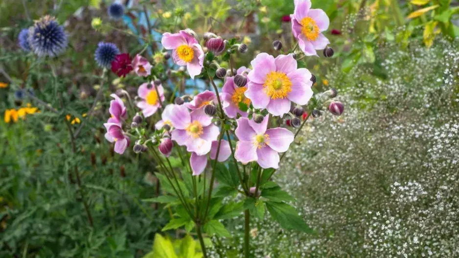 Sasanka japonská (Anemone hupehensis)