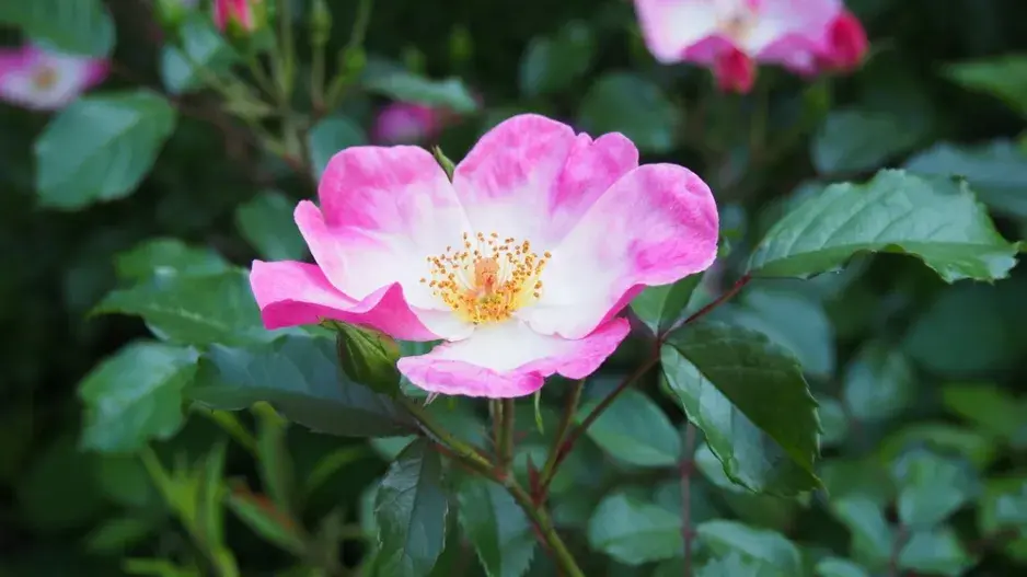 Růže dužnoplodá (Rosa villosa)