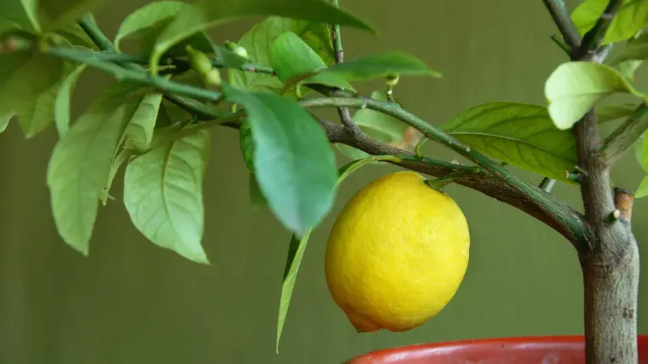 Citrusy
