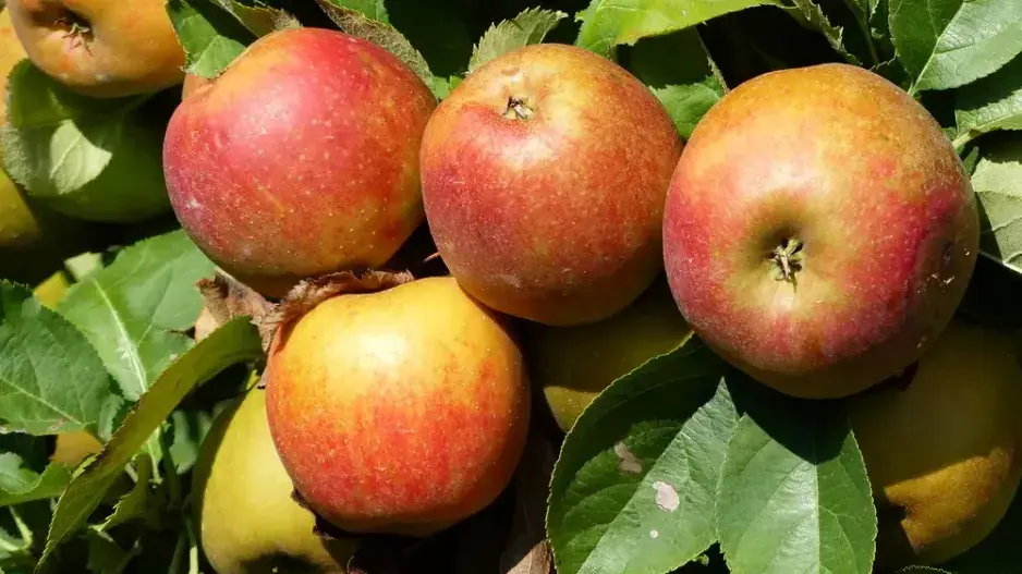 Houbové choroby Houbové choroby