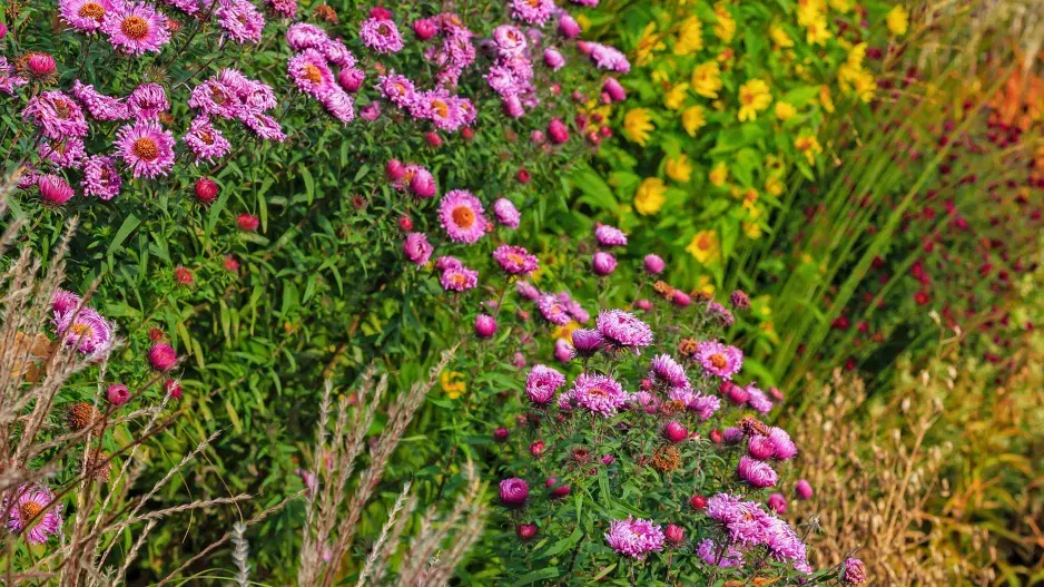 Hvězdnice keříčkovitá (Aster dumosus)