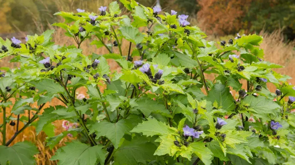 Lilík mochyňovitý (Nicandra physalodes) 