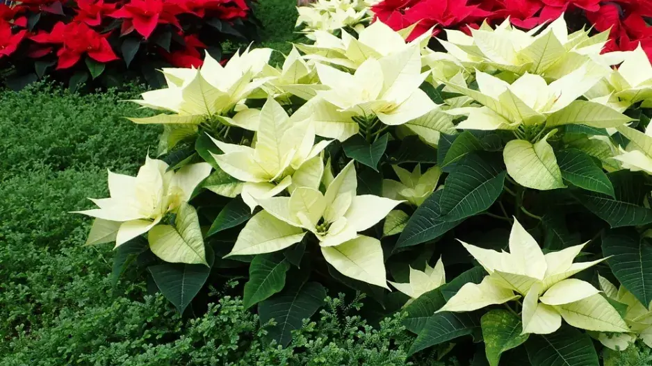 Kouzlo červených listů vánoční hvězdy