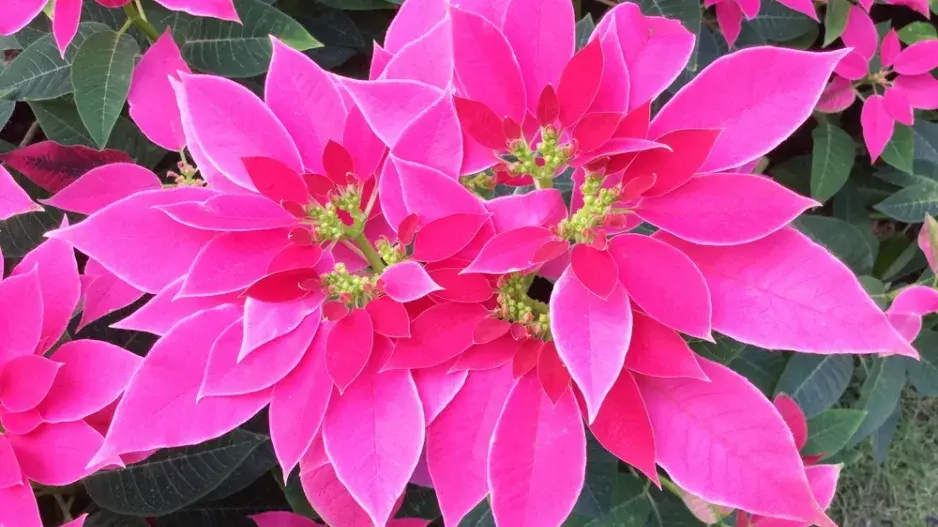 Kouzlo červených listů vánoční hvězdy