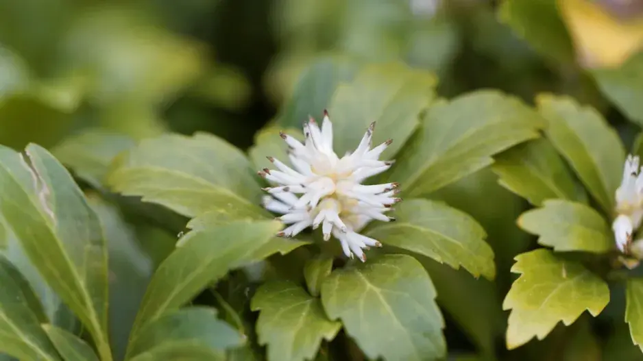 stálezelené rostliny stálezelené rostliny