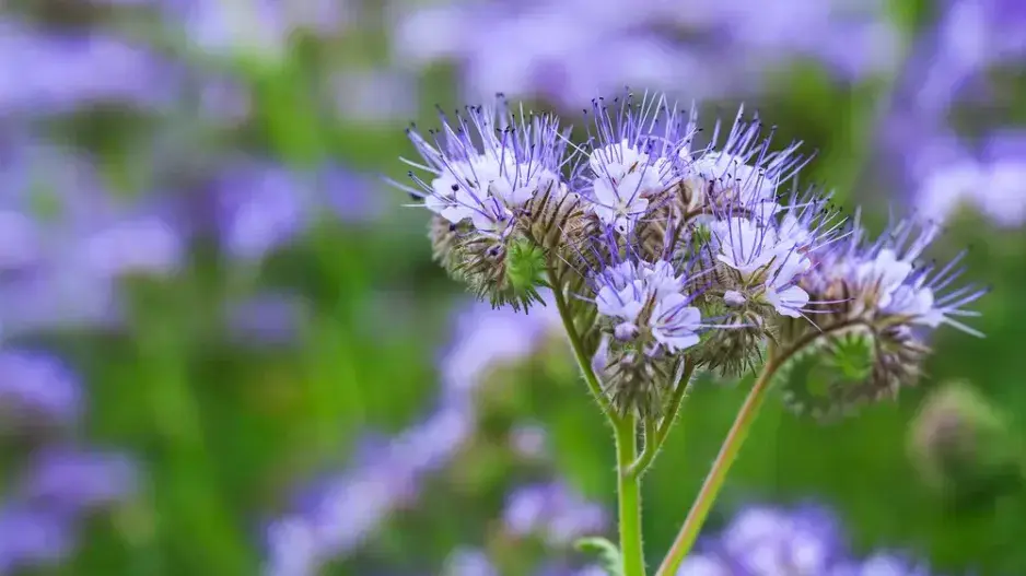 Prázdné záhony osejte zeleným hnojením Prázdné záhony osejte zeleným hnojením