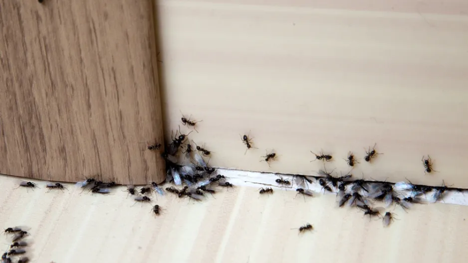 Pozor na hmyz, který se chystá přestěhovat k vám domů Pozor na hmyz, který se chystá přestěhovat k vám domů