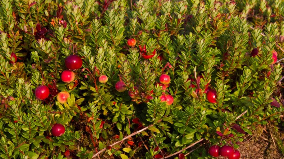 Klikva velkoplodá (Vaccinium macrocarpon) 