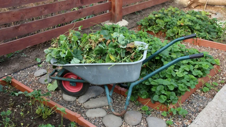 jahodníky na podzim