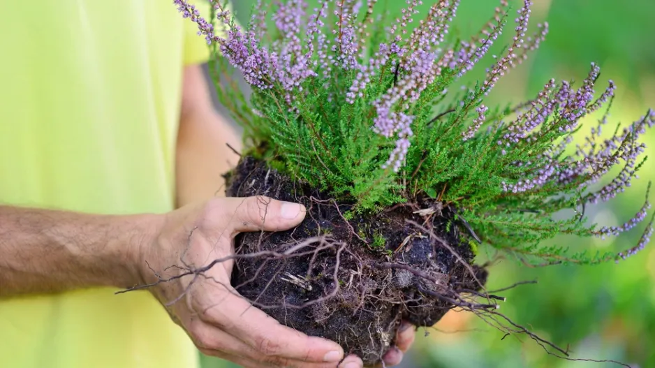 Vřes obecný (Calluna vulgaris) 