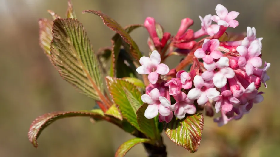 Kalina (Viburnum) 