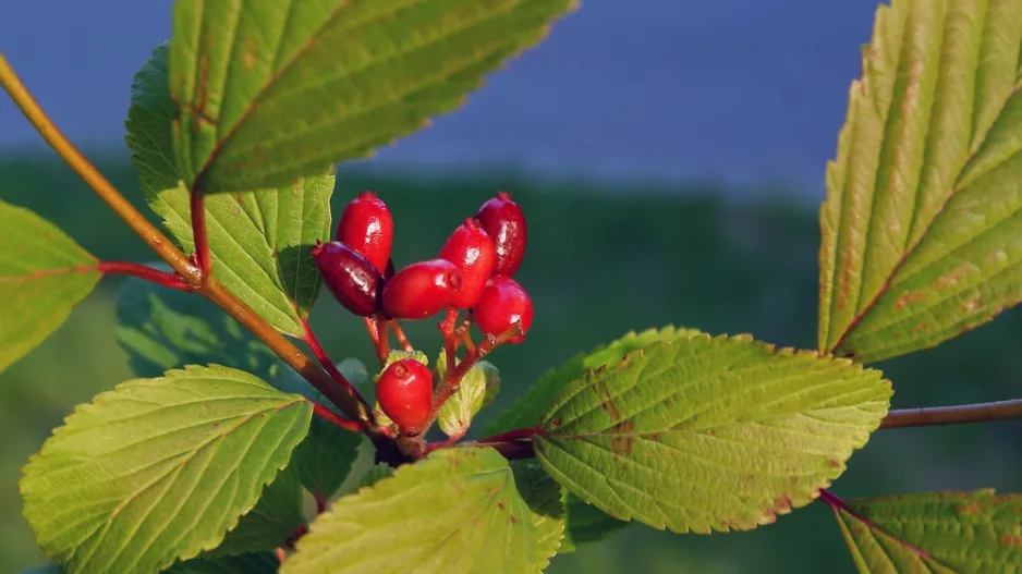 Kalina (Viburnum) 