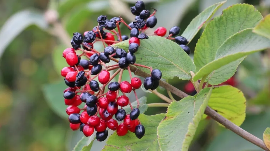 Kalina (Viburnum) 