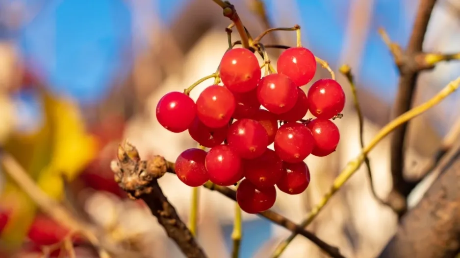 Kalina obecná (Viburnum opulus)