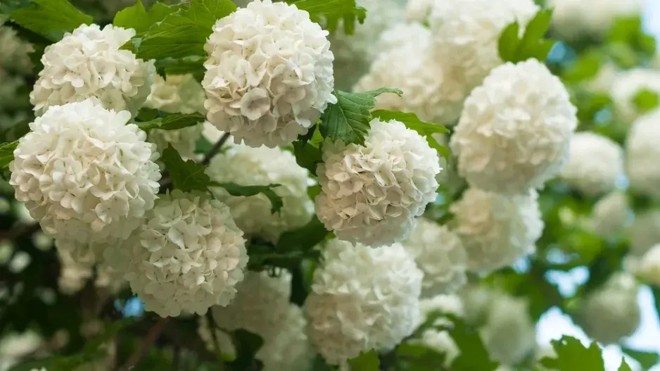 Kalina (Viburnum) 