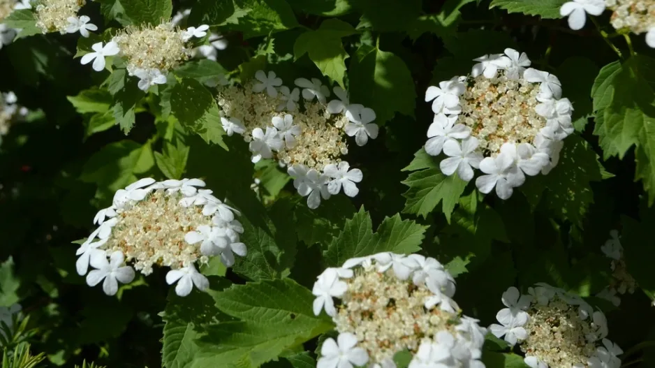 Kalina (Viburnum) 