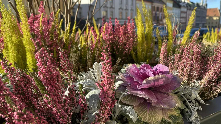 zimní truhlíky ve městě