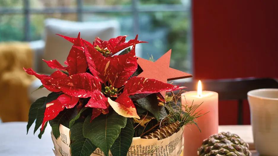 Květinové dekorace s vánoční hvězdou