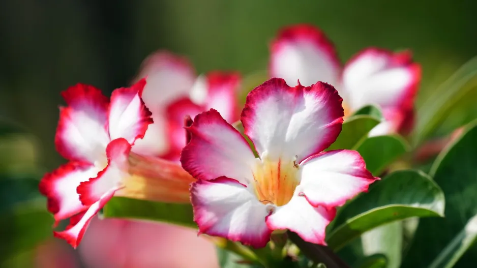 Pouštní růže, adénium ztloustlé (Adenium obesum) 