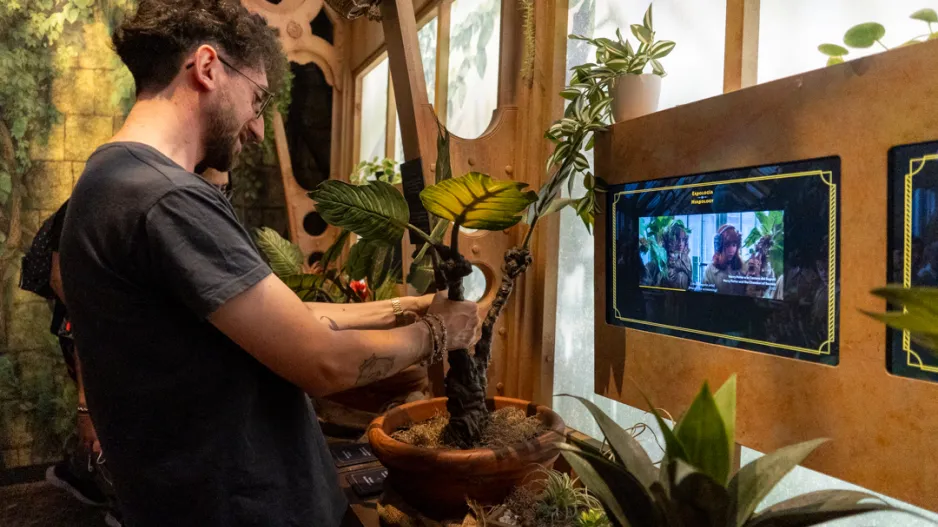 Pěstování mandragory