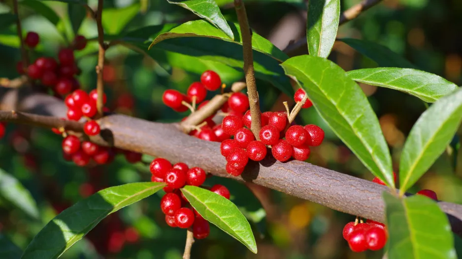 Hlošina okoličnatá (Elaeagnus umbellata)