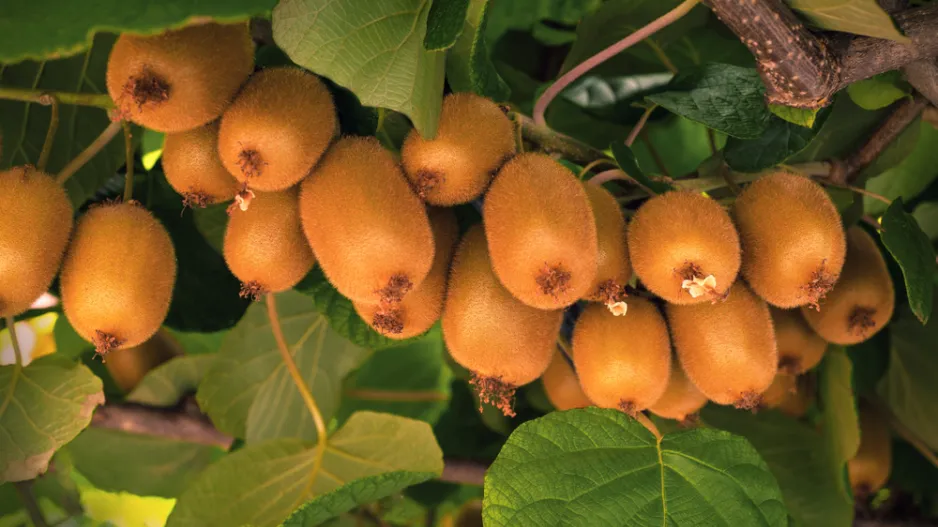 Aktinidie čínská (Actinidia chinensis)