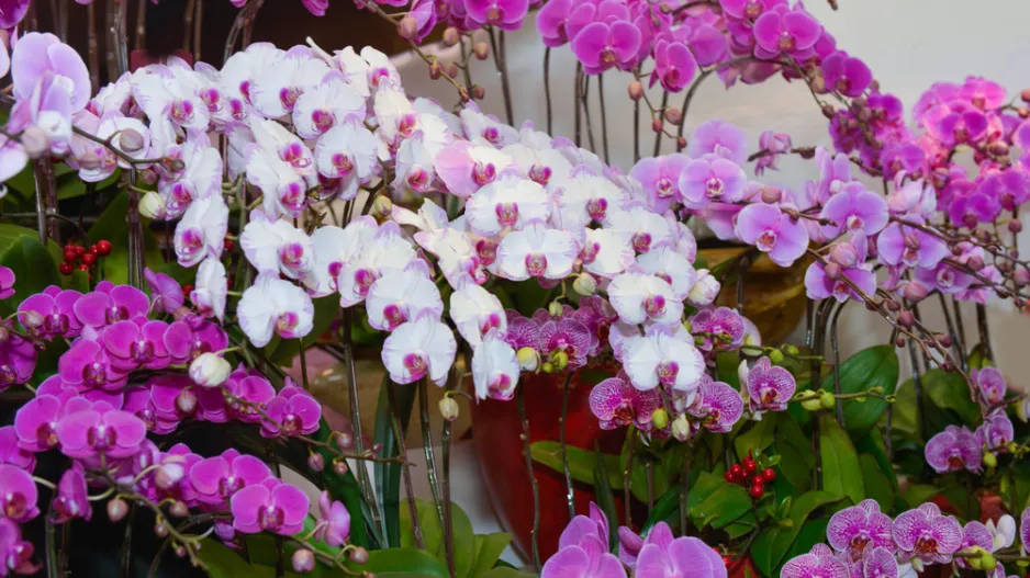 orchidej