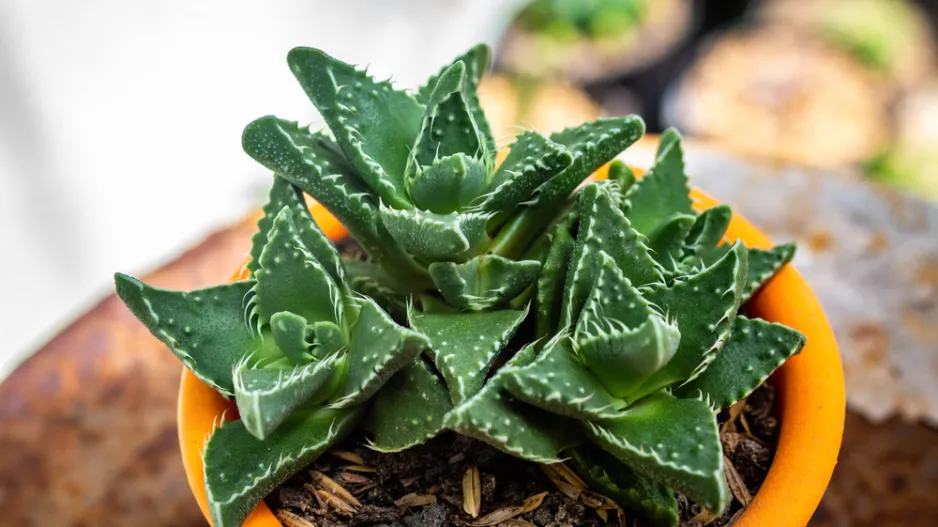 tygří tlamička (Faucaria tigrina)