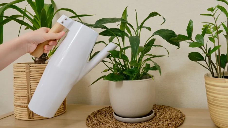 pokojovky pro tmavý byt