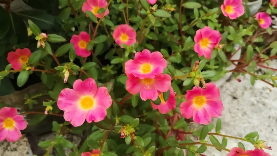 Šrucha velkokvětá